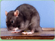 rat control Manchester