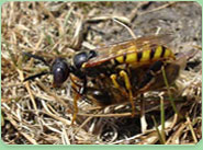wasp control Manchester